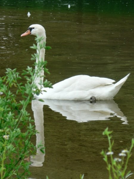 Merkatorijada 2007 - foto povečava