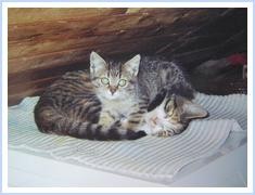 Mačke - foto povečava