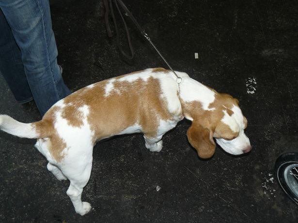 Pasja razstava, januar 2008 - foto povečava