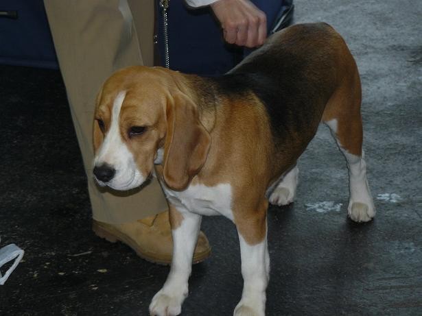 Pasja razstava, januar 2008 - foto povečava