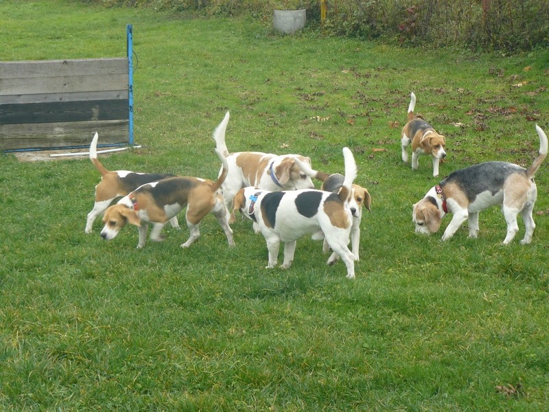 Beagle srečanje v Hrušici - foto povečava