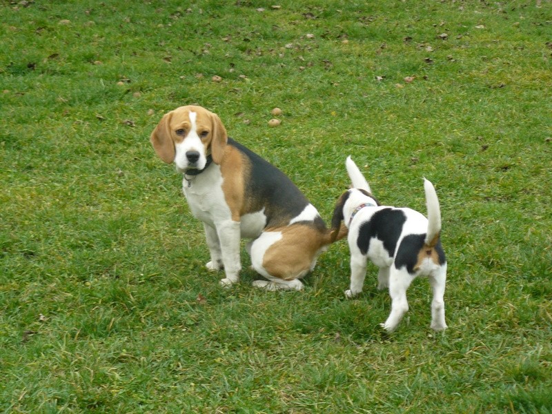 Beagle srečanje v Hrušici - foto povečava