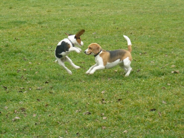 Beagle srečanje v Hrušici - foto