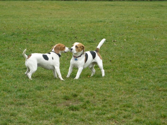 Beagle srečanje v Hrušici - foto