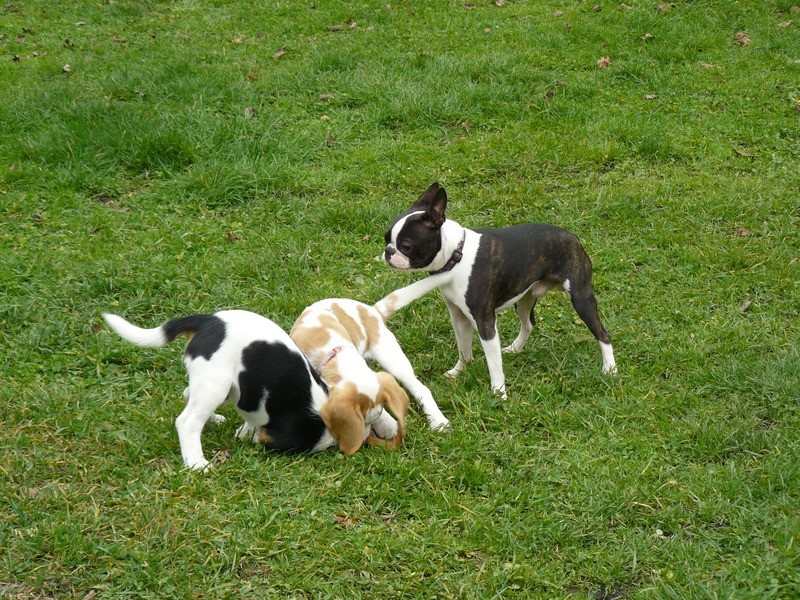 Beagle srečanje v Hrušici - foto povečava