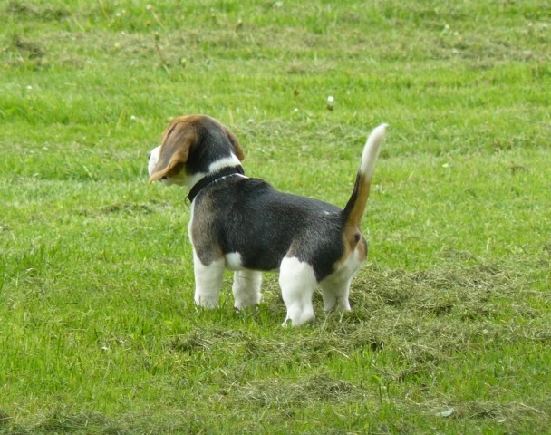 Srečanje beaglov, maj 2009 - foto