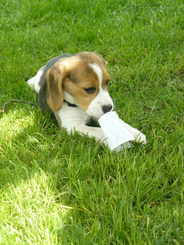 Srečanje beaglov, maj 2009 - foto povečava