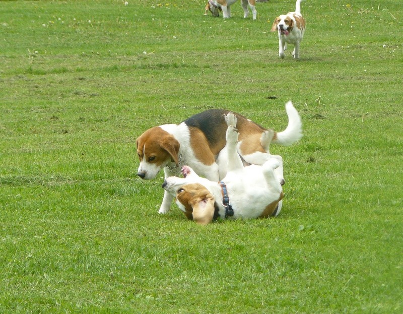 Srečanje beaglov, maj 2009 - foto povečava