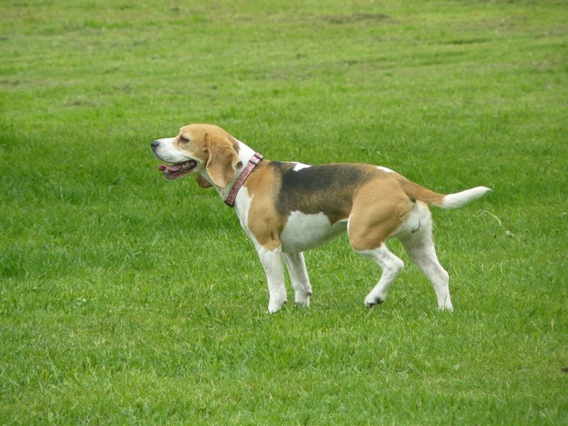 Srečanje beaglov, maj 2009 - foto povečava