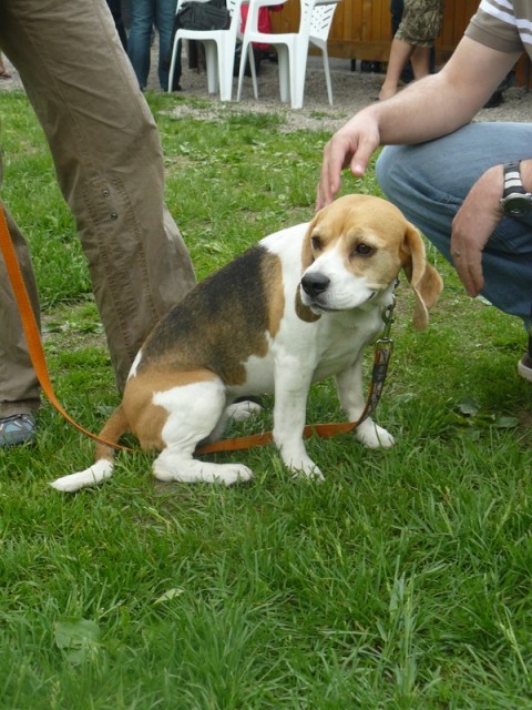 Srečanje beaglov, maj 2009 - foto