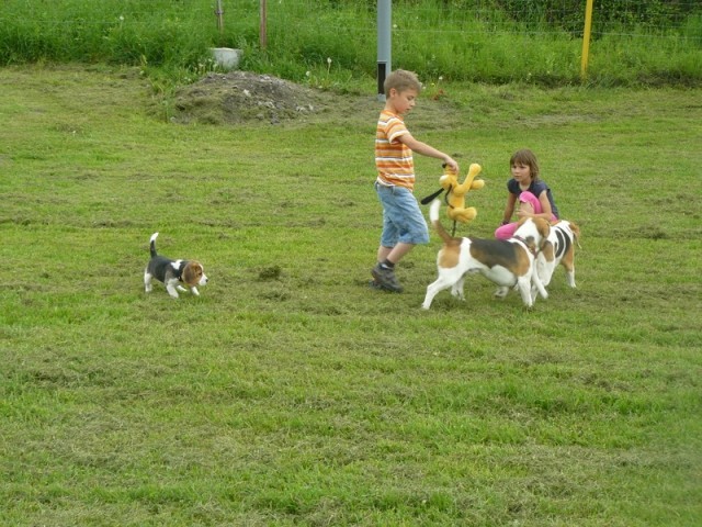 Srečanje beaglov, maj 2009 - foto