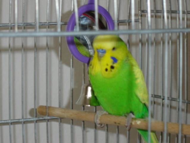 Moj papagajček