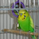 moj papagajček