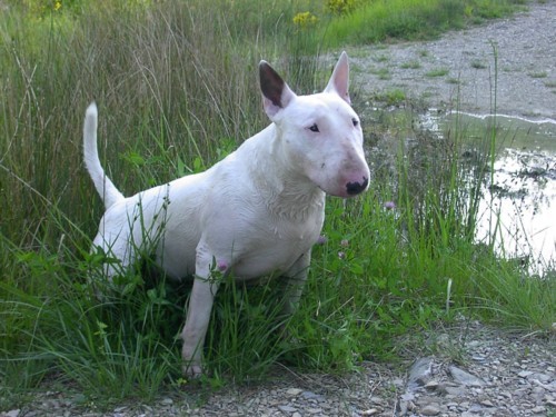 Mili, Bass, Vasko, Max, Tango - foto povečava