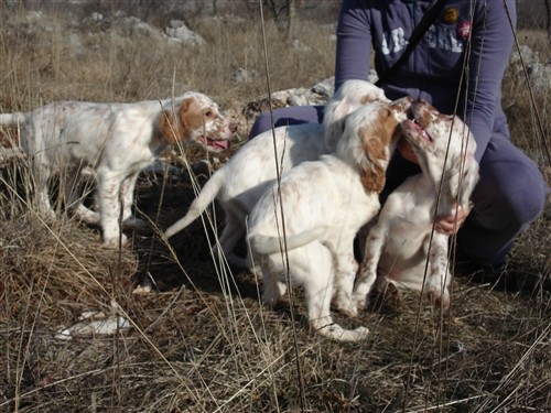 Mili, Bass, Vasko, Max, Tango - foto povečava