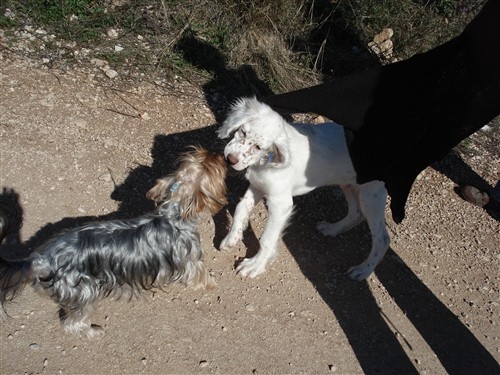 Mili, Bass, Vasko, Max, Tango - foto povečava