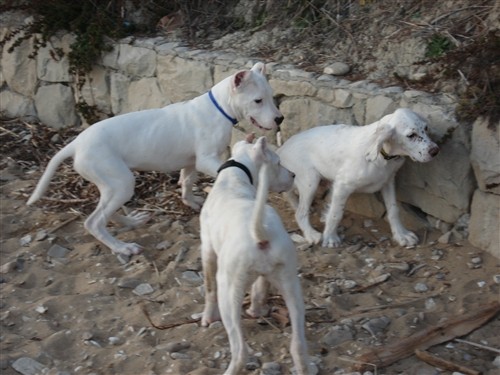 Mili, Bass, Vasko, Max, Tango - foto povečava