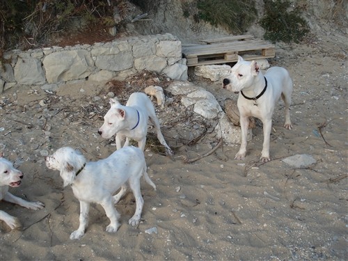 Mili, Bass, Vasko, Max, Tango - foto povečava