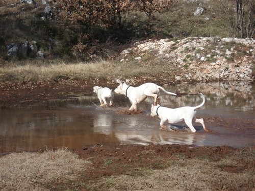 Mili, Bass, Vasko, Max, Tango - foto povečava