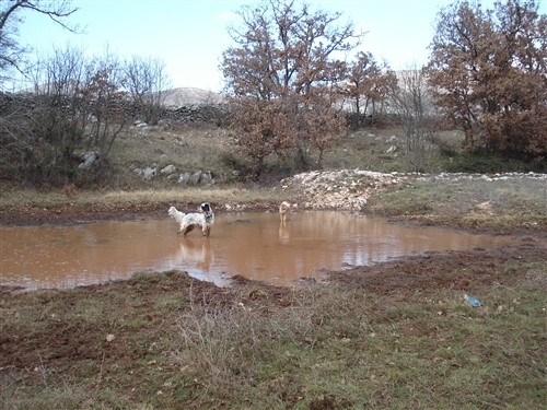 Mili, Bass, Vasko, Max, Tango - foto povečava