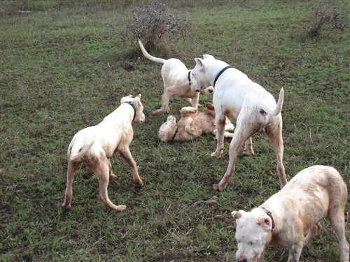 Mili, Bass, Vasko, Max, Tango - foto povečava