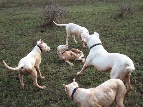 Mili, Bass, Vasko, Max, Tango - foto povečava