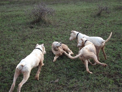 Mili, Bass, Vasko, Max, Tango - foto povečava