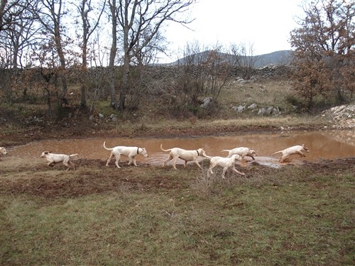 Mili, Bass, Vasko, Max, Tango - foto povečava