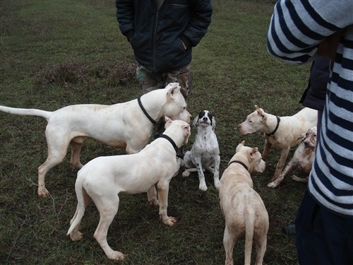 Mili, Bass, Vasko, Max, Tango - foto povečava