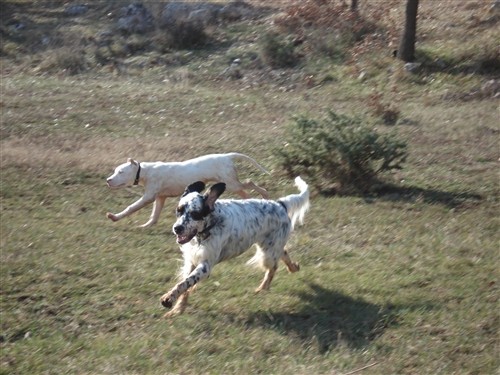 Mili, Bass, Vasko, Max, Tango - foto povečava