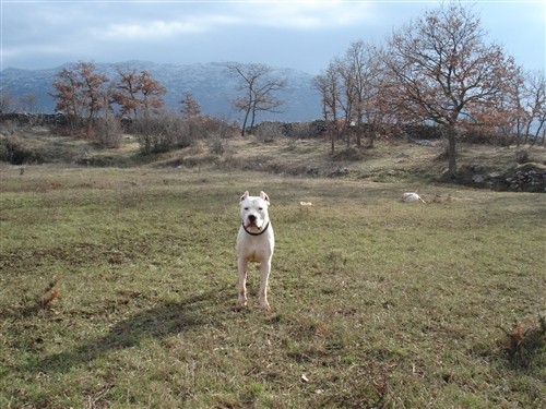 Mili, Bass, Vasko, Max, Tango - foto povečava