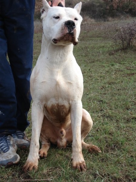 Mili, Bass, Vasko, Max, Tango - foto povečava