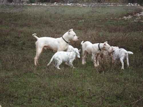 Mili, Bass, Vasko, Max, Tango - foto povečava