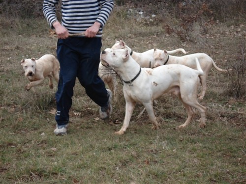 Mili, Bass, Vasko, Max, Tango - foto povečava