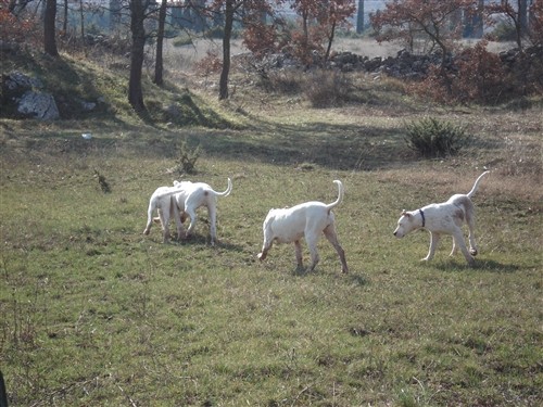 Mili, Bass, Vasko, Max, Tango - foto povečava