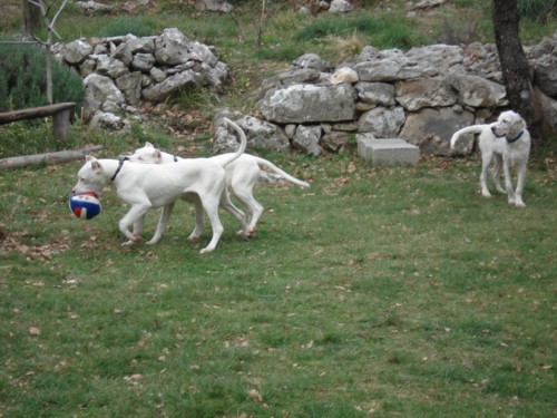 Mili, Bass, Vasko, Max, Tango - foto povečava