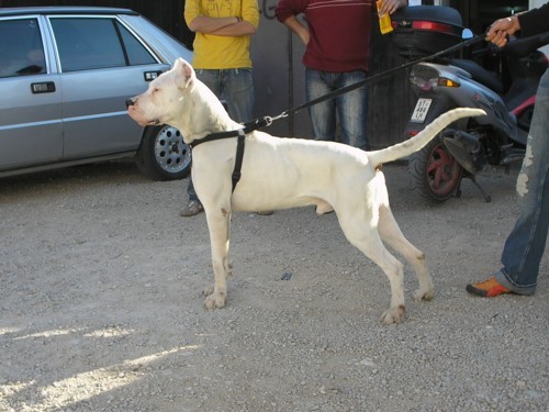 Dogo argentino - foto povečava