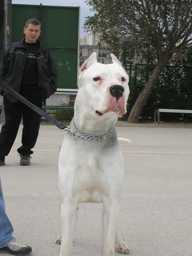 Dogo argentino - foto povečava