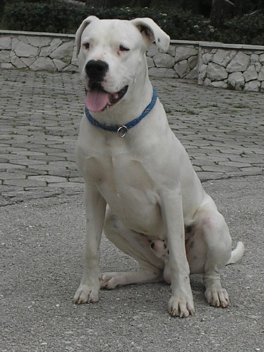 Dogo argentino - foto povečava