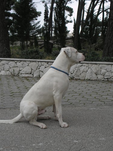 Dogo argentino - foto