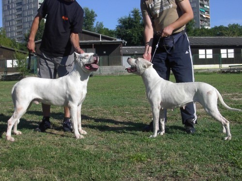 Dogo argentino - foto povečava