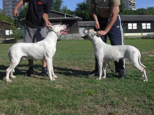 Dogo argentino - foto povečava