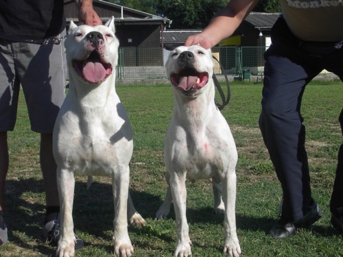 Dogo argentino - foto povečava