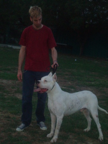 Dogo argentino - foto