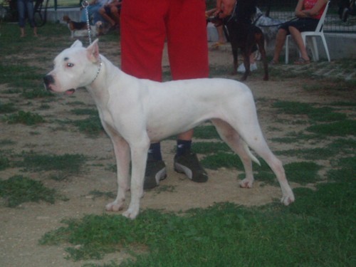 Dogo argentino - foto