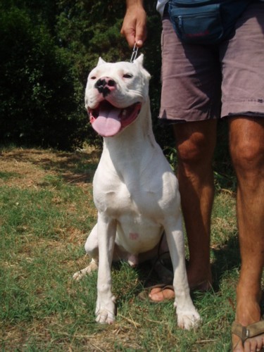 Dogo argentino - foto