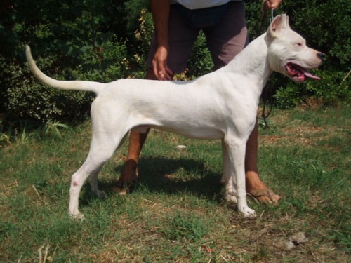 Dogo argentino - foto povečava