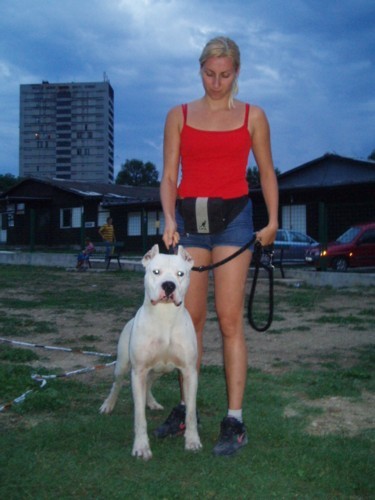 Dogo argentino - foto