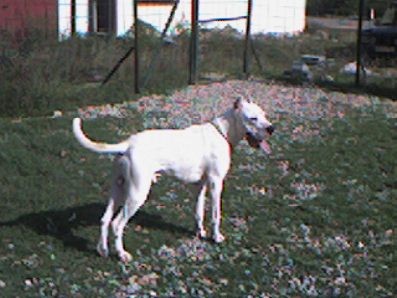 Dogo argentino - foto povečava