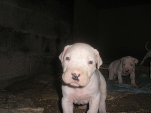 Dogo argentino - foto povečava